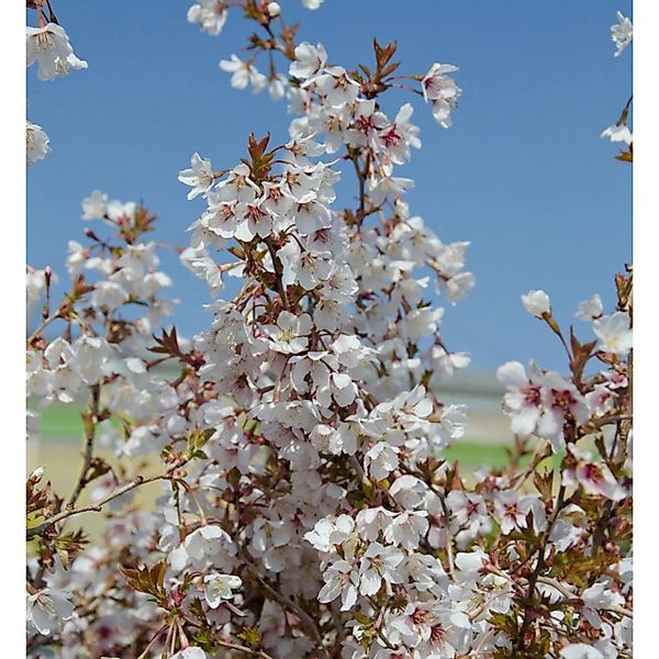 Hochstamm Geschlitzte Kirsche The Bride 80-100cm - Prunus incisa günstig online kaufen