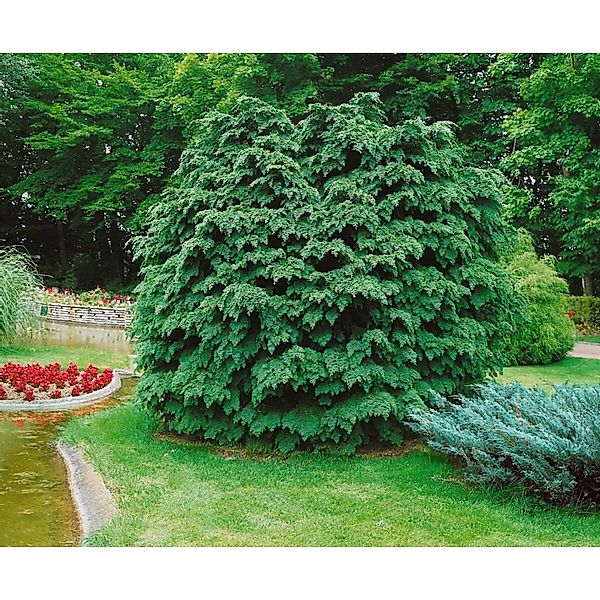 Chamaecyparis Lawsoniana Nidiformis Scheinzypresse 60 cm Stammhöhe günstig online kaufen
