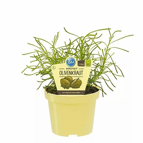 Exotenherz Olivenkraut in Bio-Qualität Santolina Viridis Kräuterpflanze im günstig online kaufen