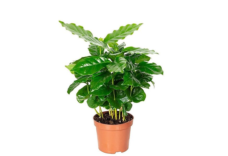 Flowerbox Zimmerpflanze Kaffeepflanze - Coffea Arabica, pflegeleicht - Höhe günstig online kaufen