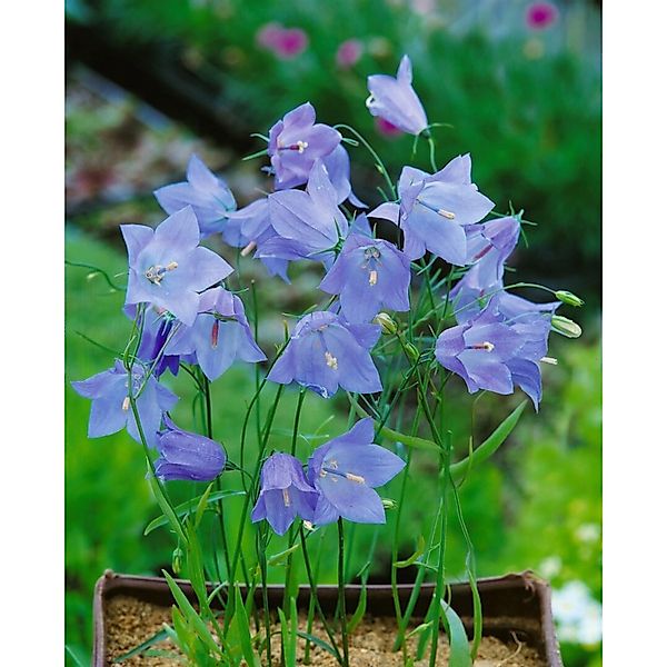 Campanula Rotundifolia Olympica Rundblättrige Glockenblume Ca. 9x9 cm Topf günstig online kaufen