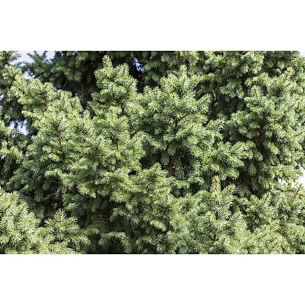 Picea Abies Gemeine Fichte 40–60 cm günstig online kaufen