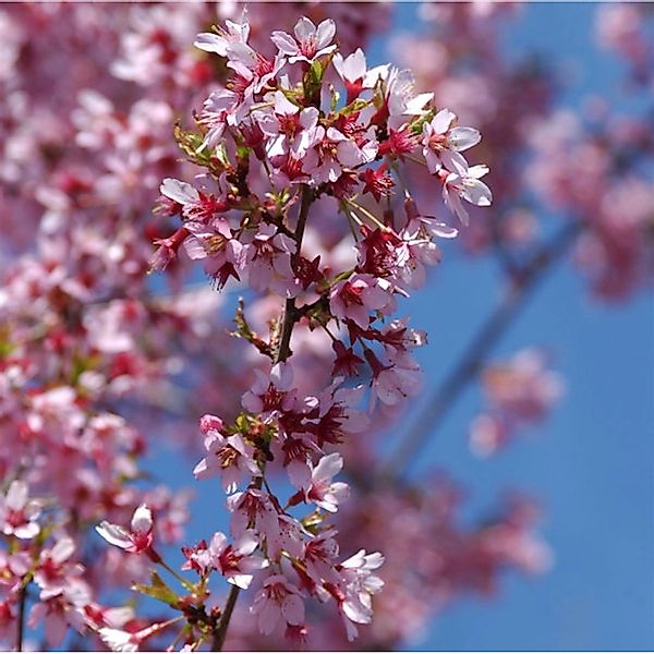 Zierkirsche Okame 100-125cm - Prunus Okame günstig online kaufen