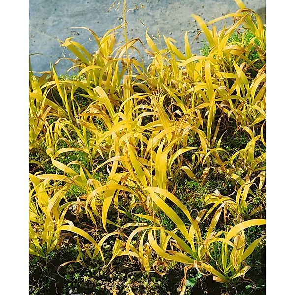 Milium Effusum Aureum Gold-Segge Ca. 9x9 cm Topf günstig online kaufen