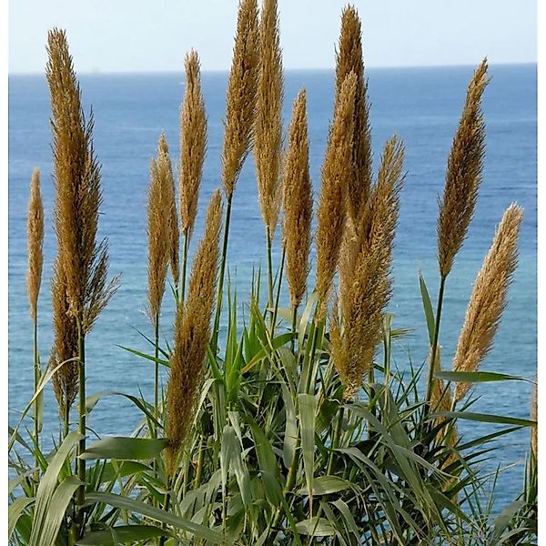 Pfahlrohr - Großer Topf - Arundo donax günstig online kaufen