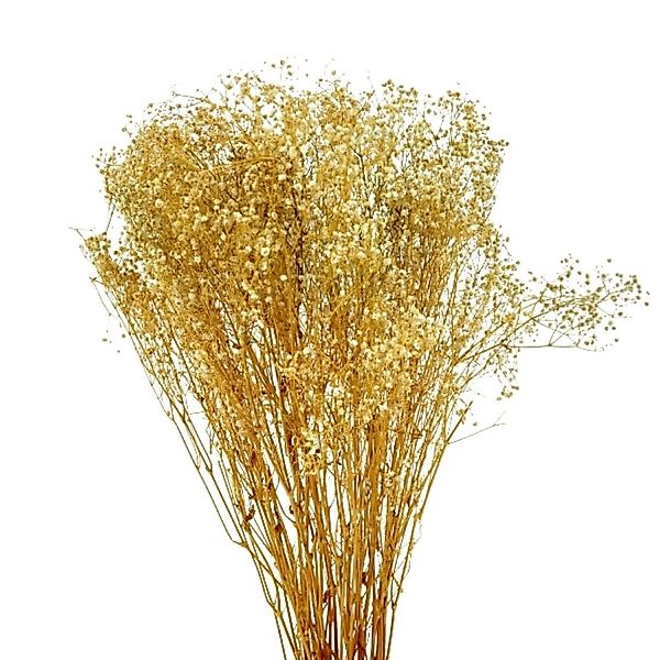 Schleierkraut getrocknet 120 g – Naturdeko Bündel 70–80 cm günstig online kaufen