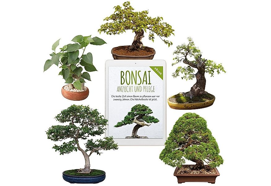 HappySeed Blumensamen Bonsai Samen mit hoher Keimrate - Samen Set für deine günstig online kaufen