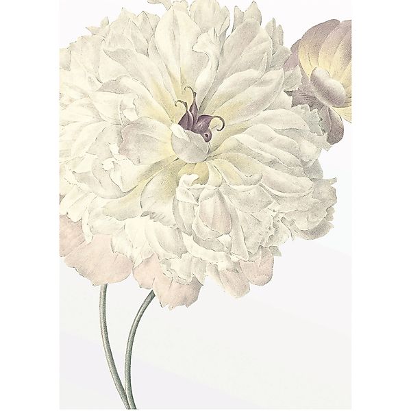 Komar Bild »Illustration Dahlia« Blumen 1 Stk. tlg. Wandbild zur Dekoration günstig online kaufen