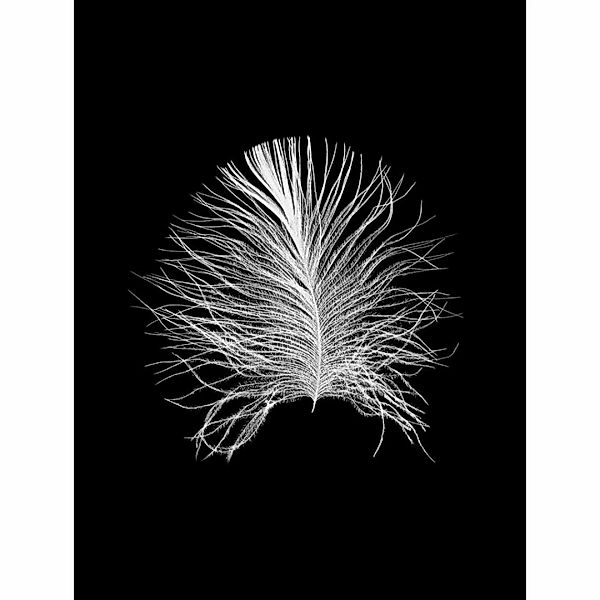 Komar Poster Feather Black Feder B/L: ca. 30x40 cm günstig online kaufen