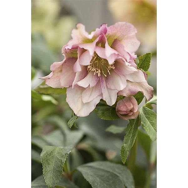 Pflanzen für Dich Staude Helleborus orientalis, 1 St., Orientalische Nieswu günstig online kaufen