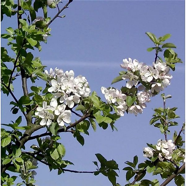 Wildapfel - Holzapfel 125-150cm - Malus sylvestris günstig online kaufen