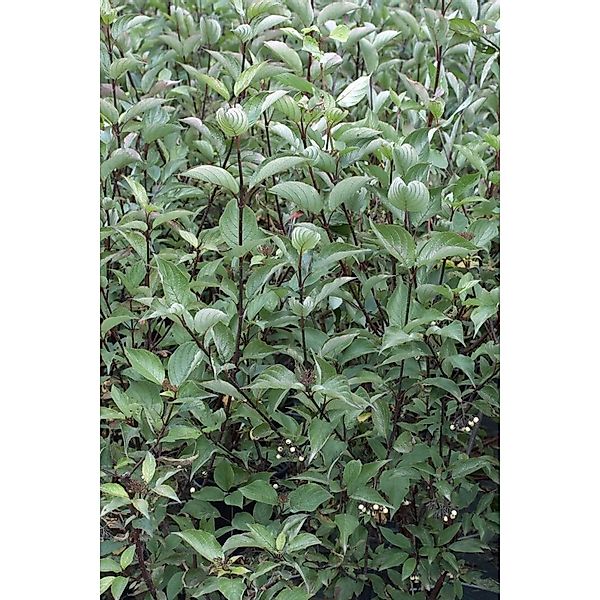 Cornus Alba Kesselringii Hartriegel Dunkelrot 125–150 cm günstig online kaufen