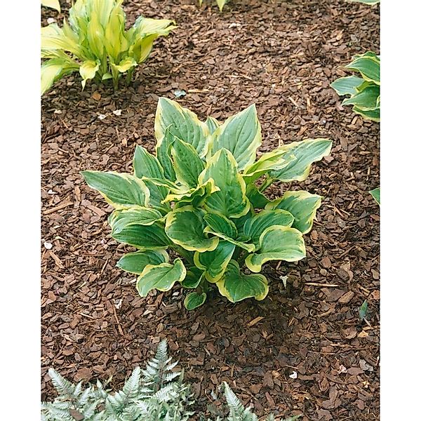 Hosta Plantaginea So Sweet Duftende Funkie Ca. 11x11 cm Topf günstig online kaufen