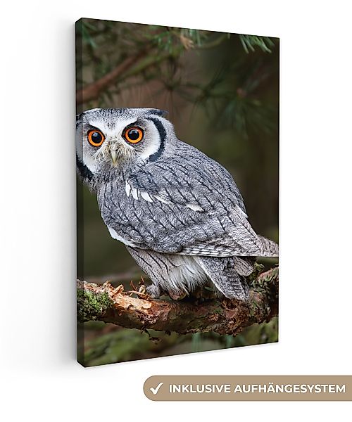 OneMillionCanvasses® Leinwandbild Eule - Vogel - günstig online kaufen