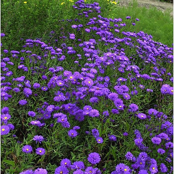 Rauhblattaster Blaukuppel - Aster novi belgii günstig online kaufen