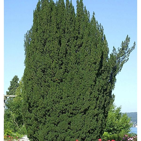 Grüne Säuleneibe 100-125cm - Taxus baccata Fastigiata günstig online kaufen