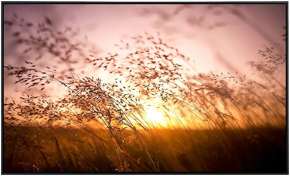 Papermoon Infrarotheizung »Sommer trockenes Gras«, sehr angenehme Strahlung günstig online kaufen