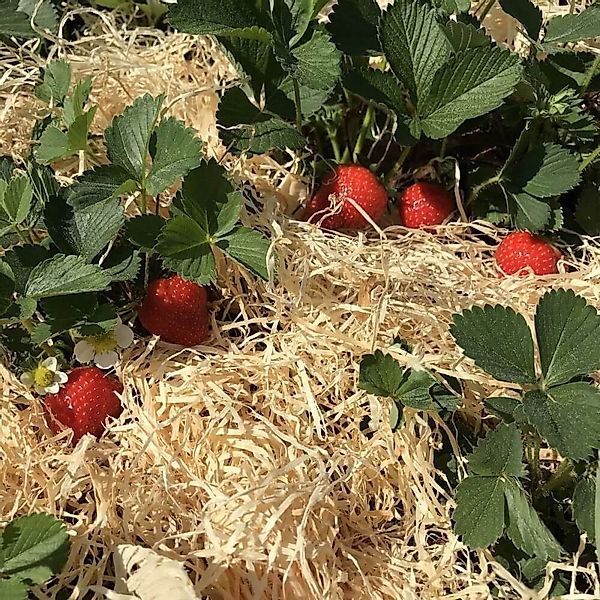Boxolutions Gemüsedünger Holzwolle für Erdbeeren 1 günstig online kaufen