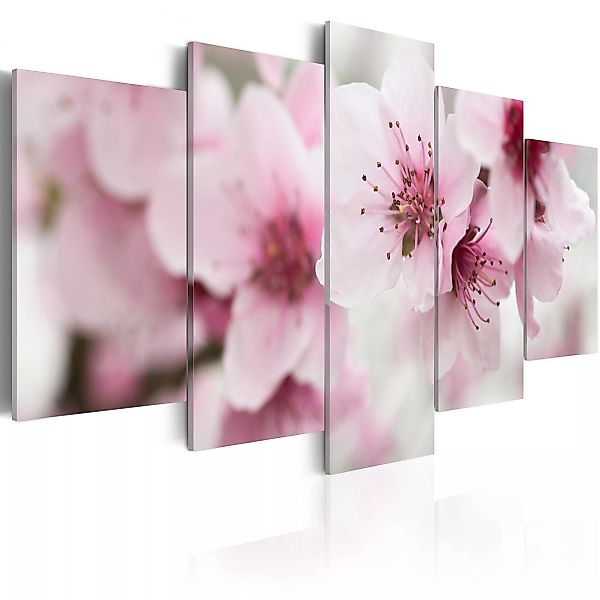 Wandbild - Kirschblüte - Freundlich Und Sanft günstig online kaufen