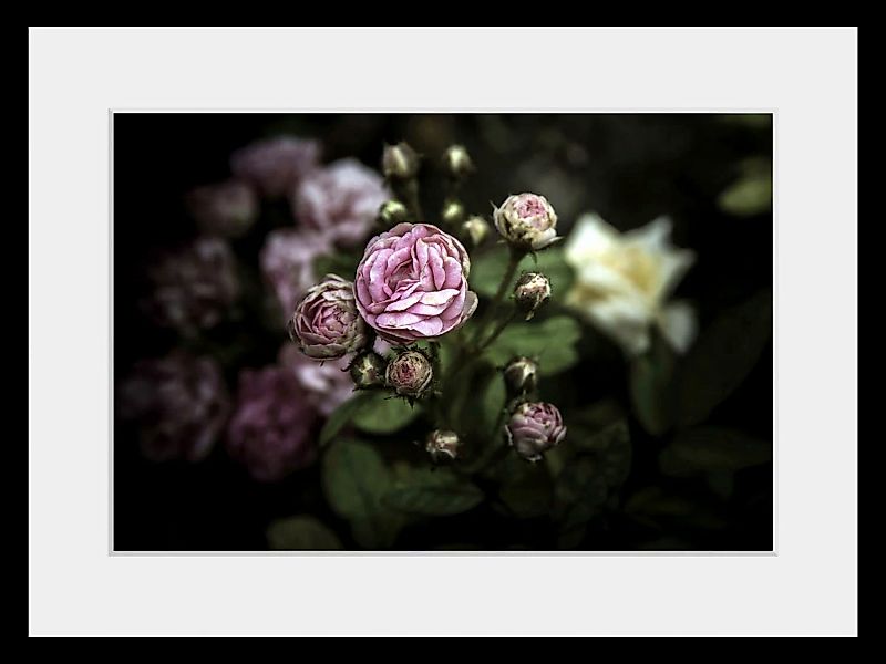 queence Bild »Ashley«, (1 St.), HD Premium Poster-Druck inkl. Holzrahmen günstig online kaufen