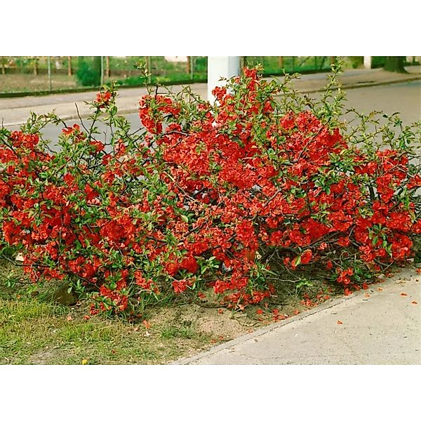 Chaenomeles Red Trail Zierquitte Leuchtend Rot 40–60 cm günstig online kaufen