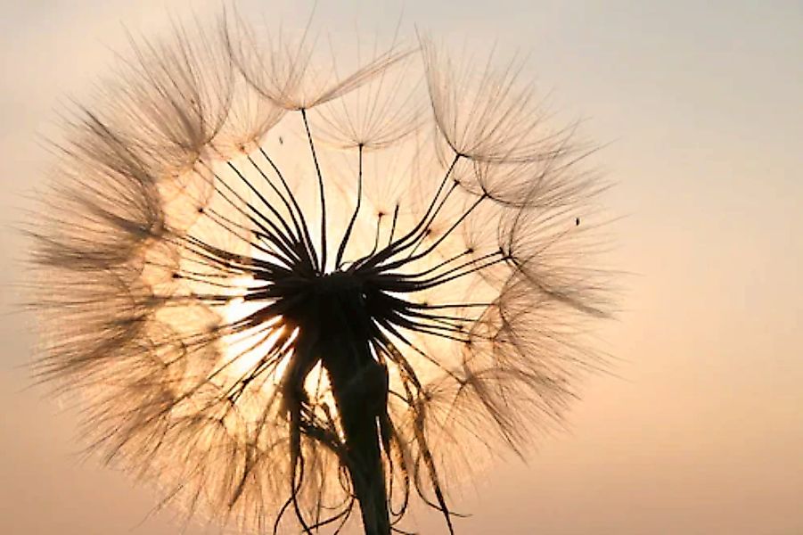 Papermoon Fototapete »Pusteblume« günstig online kaufen