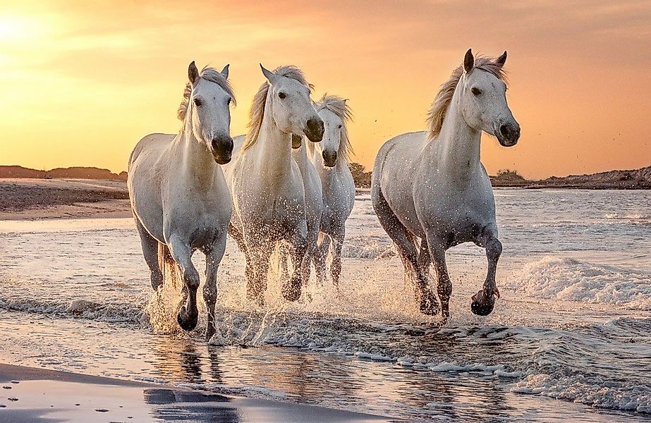 Papermoon Fototapete PFERDE-CAMARGUE GALLOP STRAND MEER TIERE KÜSTE PROVENC günstig online kaufen