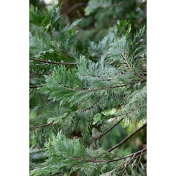 Calocedrus Decurrens Weihrauchzeder Immergrün 100–125 cm günstig online kaufen