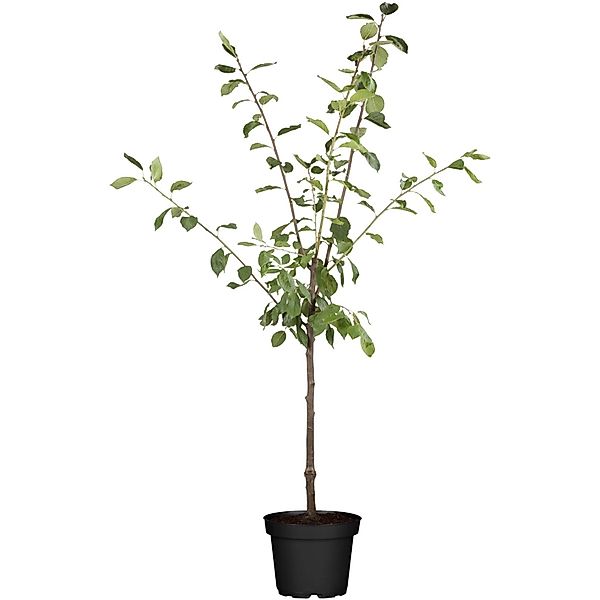 GROW by OBI Bio Zwergapfel Höhe ca. 40 - 60 cm Topf ca. 5, Malus domestica günstig online kaufen