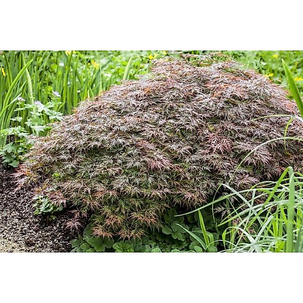 Acer Palmatum Dissectum Garnet Japanischer Ahorn Rotlaubig 60 cm Stammhöhe günstig online kaufen