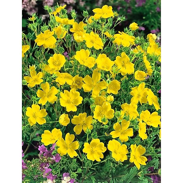 Potentilla Recta Fingerstrauch Ca. 9x9 cm Topf günstig online kaufen