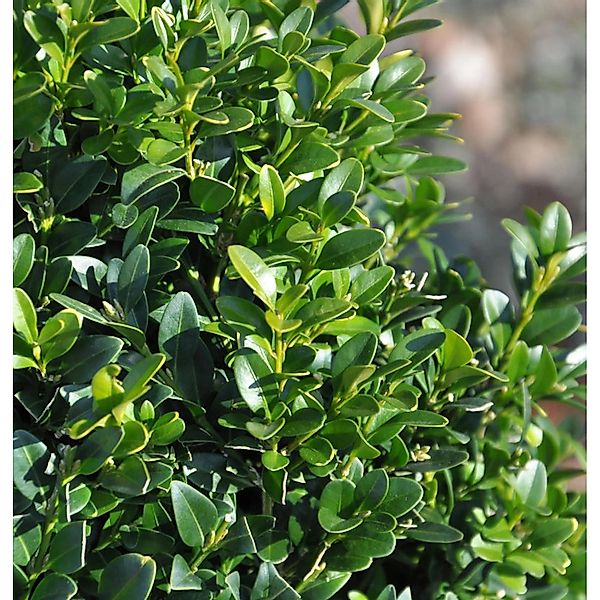 10x Hoher Buchsbaum 15-20cm - Buxus sempervierens arborescens günstig online kaufen