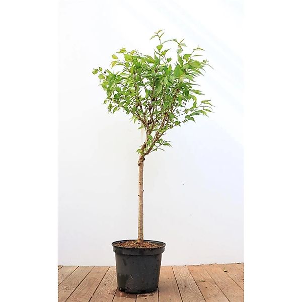 Prunus Kursar Zierkirsche Rosa Blüten 40 cm Stammhöhe günstig online kaufen