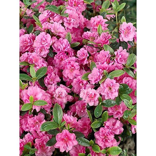 Rhododendron Obtusum Rosebud Azalee Rosa Blüten 20–25 cm günstig online kaufen
