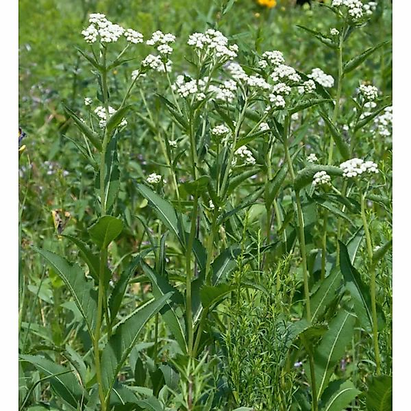 Prärieampfer - Parthenium integrifolium günstig online kaufen