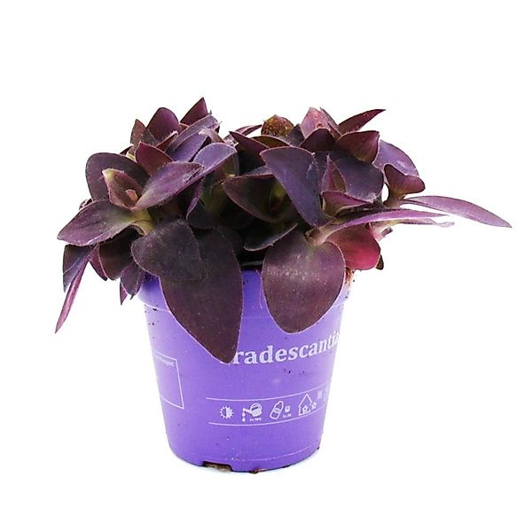 Exotenherz Zimmerpflanze Dreimasterblume Tradescantia pallida Rotblatt 12cm günstig online kaufen