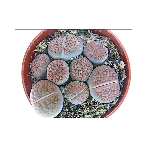 Exotenherz Lithops Lebender Stein Mehrere Pflanzen im 8,5cm Topf günstig online kaufen