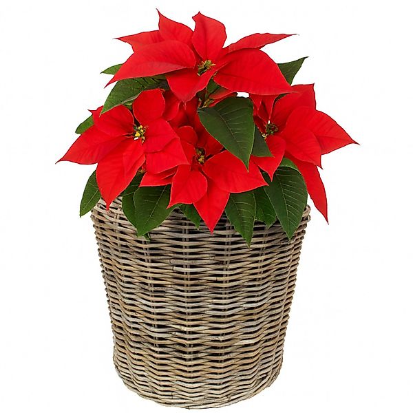 Van der Leeden Blumentopf Blumenkorb Pflanzkorb günstig online kaufen