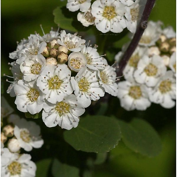 Birkenblättrige Spiere Tor Gold 30-40cm - Spiraea betulifolia günstig online kaufen