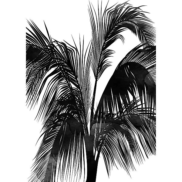 Fototapete Palme Schwarz Weiß 2,00 m x 2,80 m FSC® günstig online kaufen