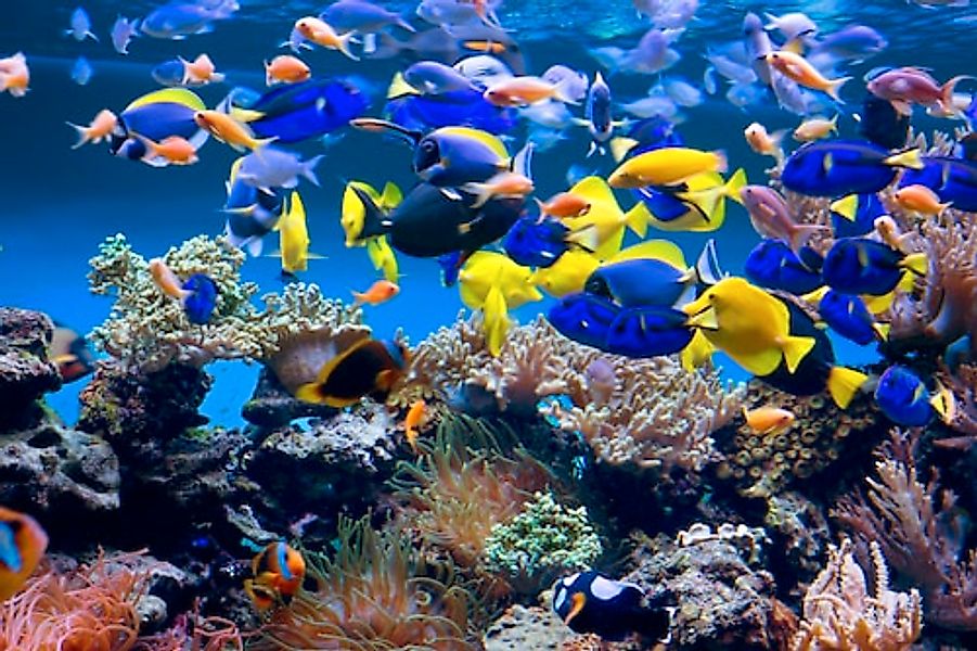 Papermoon Fototapete »Aquarium« glatt günstig online kaufen
