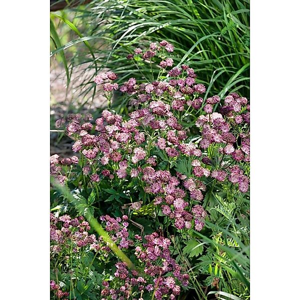Astrantia Major Moulin Rouge R Ca. 11x11 cm Topf günstig online kaufen