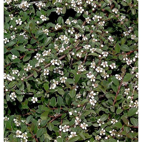 10x Zwergmispel Radicans 10-15cm - Cotoneaster dammeri günstig online kaufen