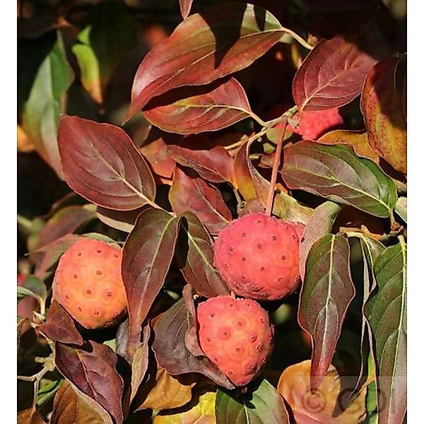 Japanischer Blumenhartriegel Cappucino 30-40cm - Cornus kousa günstig online kaufen