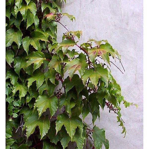 Jungfernrebe 100-125cm - Parthenocissus tricuspidata günstig online kaufen