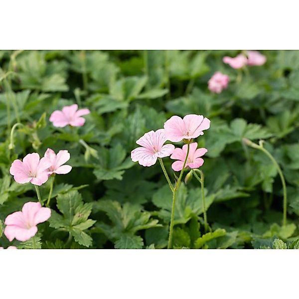 Geranium X Oxonianum Wargrave Pink Storchschnabel Ca. 9x9 cm Topf günstig online kaufen