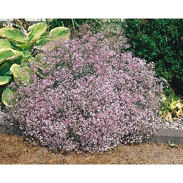 Gypsophila Repens Teppich Schleierkraut Ca. 9x9 cm Topf günstig online kaufen