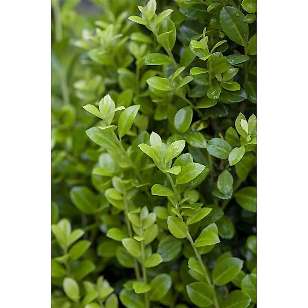 Ilex crenata 'Luxus Hedge' 15-20 cm günstig online kaufen