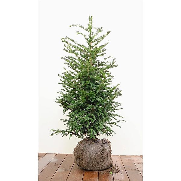 Taxus baccata mB 80- 100 günstig online kaufen