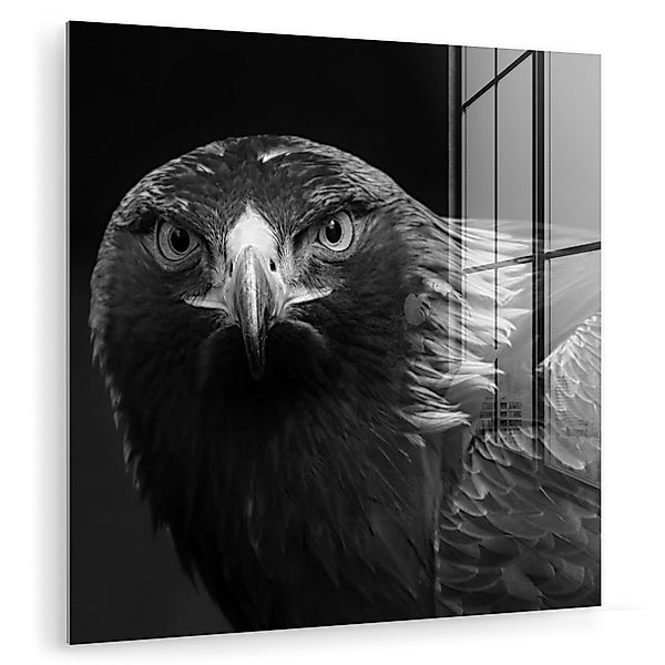 MuchoWow Acrylglasbild Bussard - Vogel - günstig online kaufen